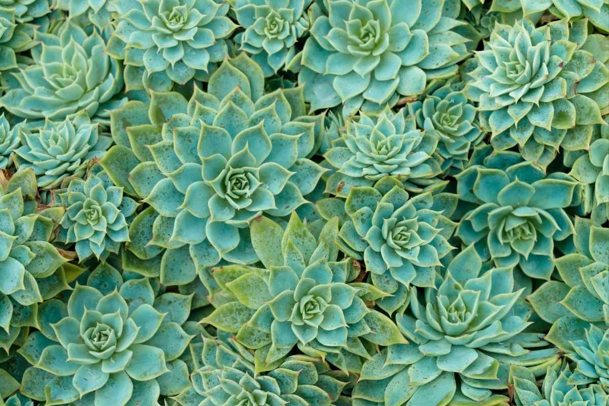 plantes succulentes